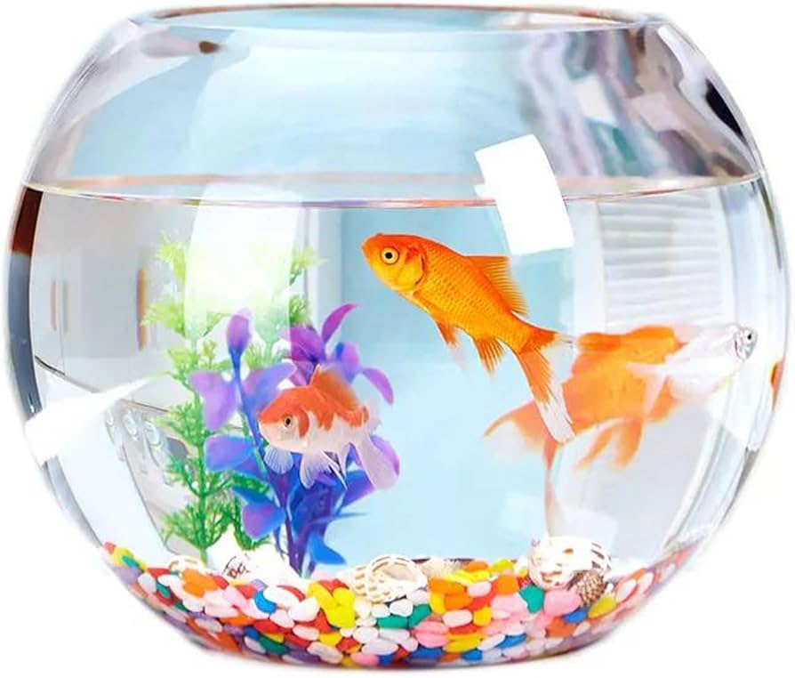 Amazon | 金魚鉢 ガラス 丸 金魚 水槽 小さい メダカ水槽 飼育水槽