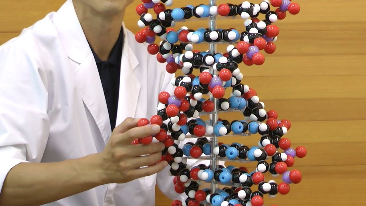 Amazon | DNA分子模型組立キット・10層 - 分子模型の世界標準 molymod