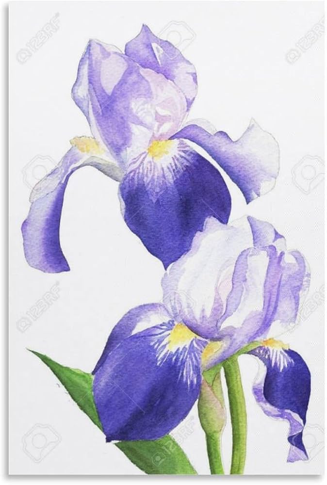 Amazon.co.jp: 水彩画イラスト紫色のアイリスの花植物 印刷 ポスター