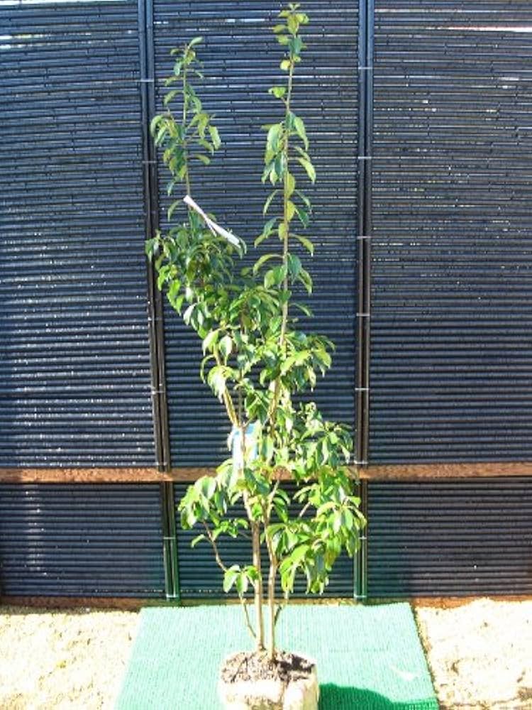 Amazon | ソヨゴ 樹高1.5m前後 高価な株立ち【雄雌選択不可】 | 植木