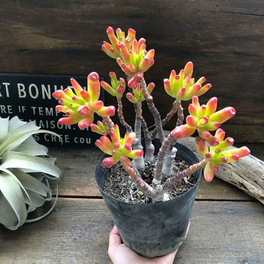 多肉植物 ゴーラム 木立 30cm以上 抜き苗 【公式通販】