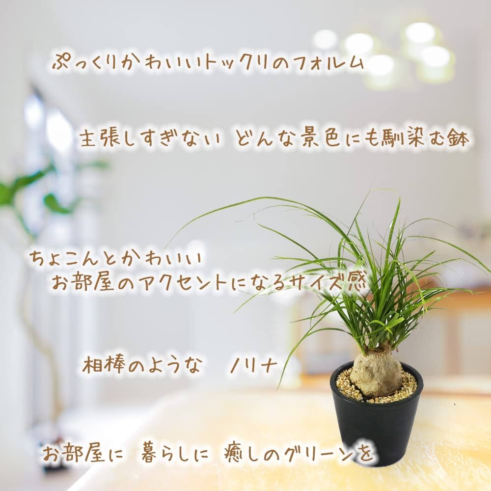 Amazon.co.jp: 観葉植物 「 トックリラン 」 3.5号鉢 ノリナ