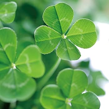 Amazon.co.jp: きっとみつかる四つ葉のクローバー栽培セット: DIY