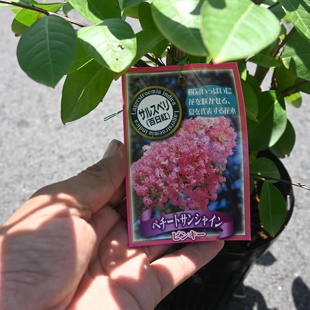 Amazon.co.jp: サルスベリ苗ピンク花 : DIY・工具・ガーデン