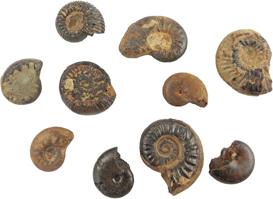 Amazon | 化石標本 アンモナイト 実習用 | 化石・発掘 | おもちゃ