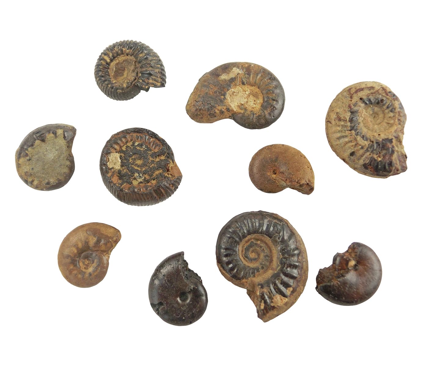 Amazon | 化石標本 アンモナイト 実習用 | 化石・発掘 | おもちゃ