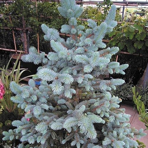 白銀の青いクリスマスツリー 世界最高の幻想的クリスマスツリー