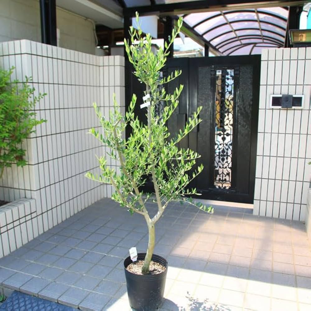 Amazon.co.jp: 特選庭木・植木：オリーブ（ルッカ）太幹 安心の9号