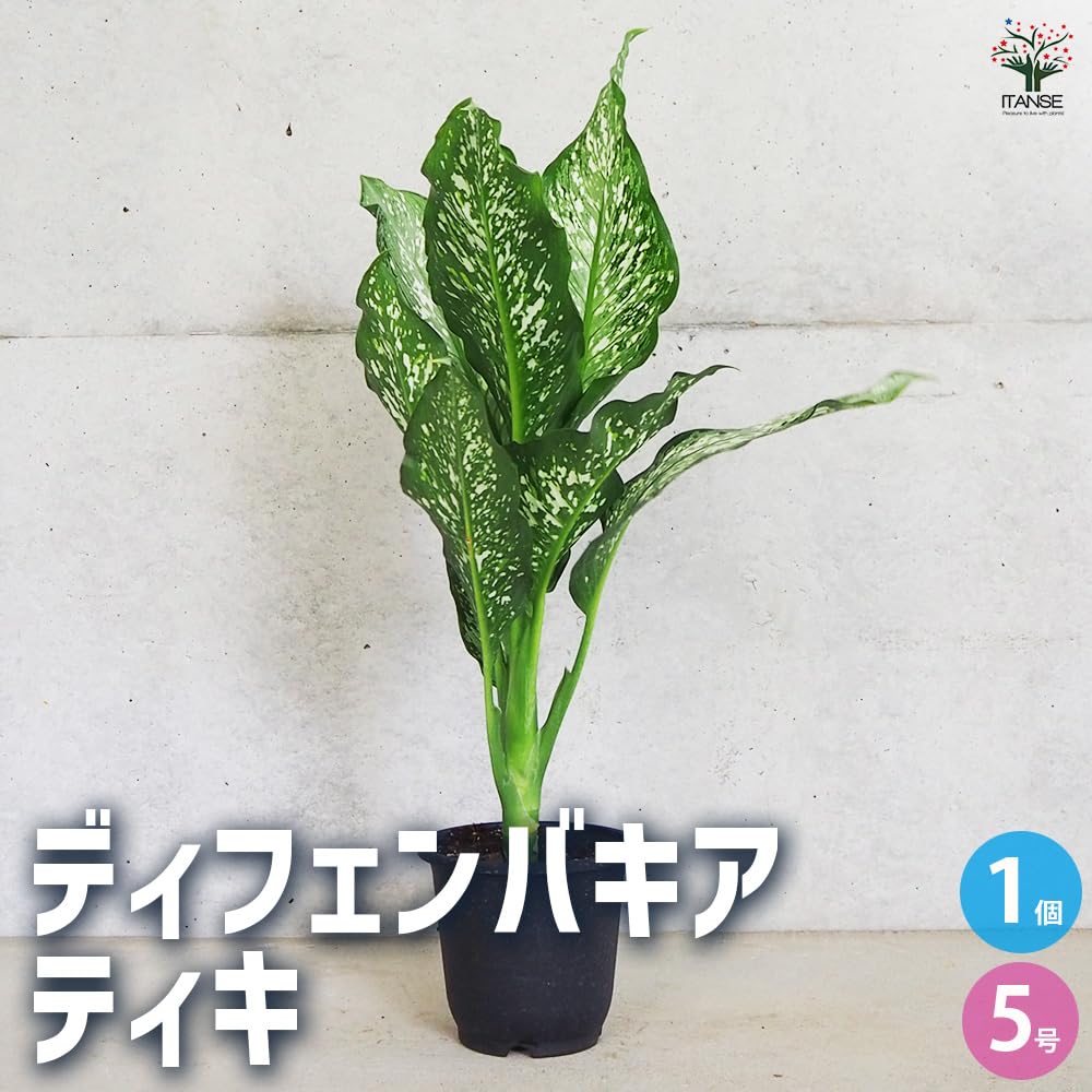 Amazon｜ITANSE ディフェンバキア ティキ 5号 1個売り【品種で