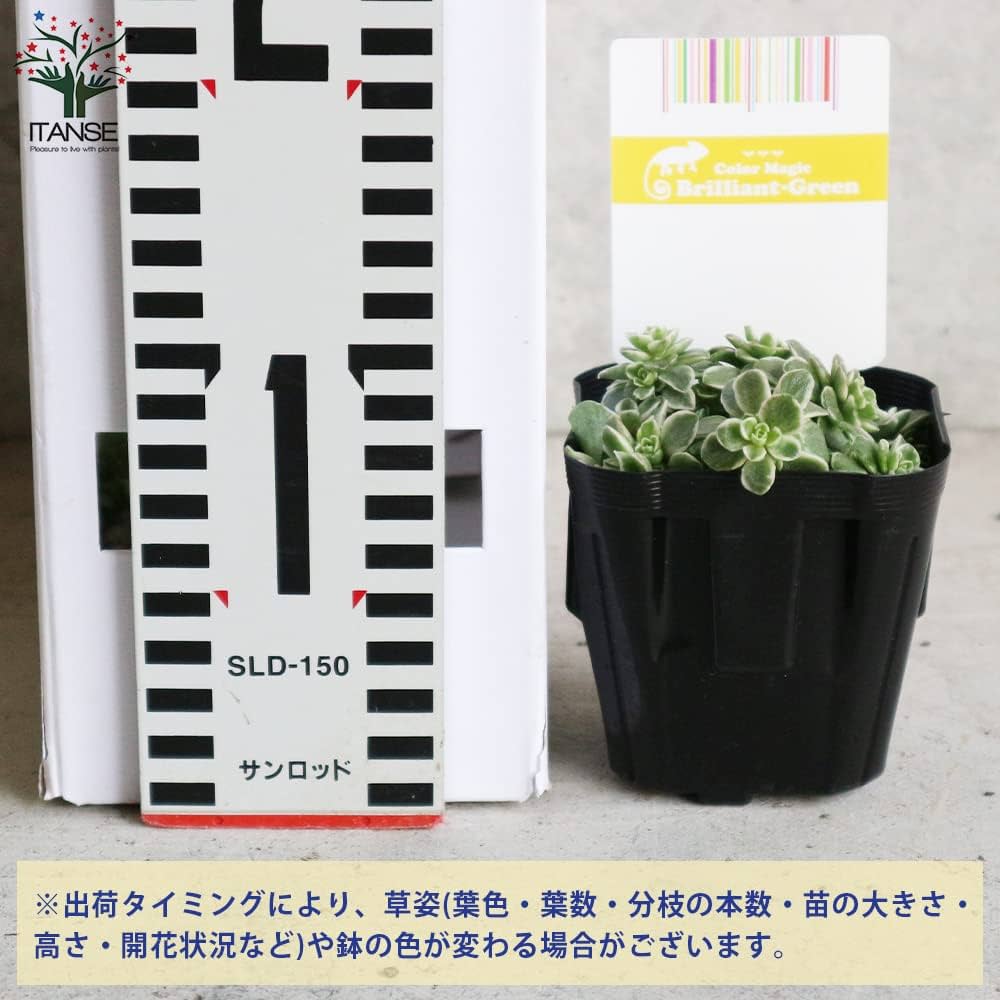 Amazon.co.jp: セダム・斑入り丸葉マンネングサ 3号ポット苗 2個セット