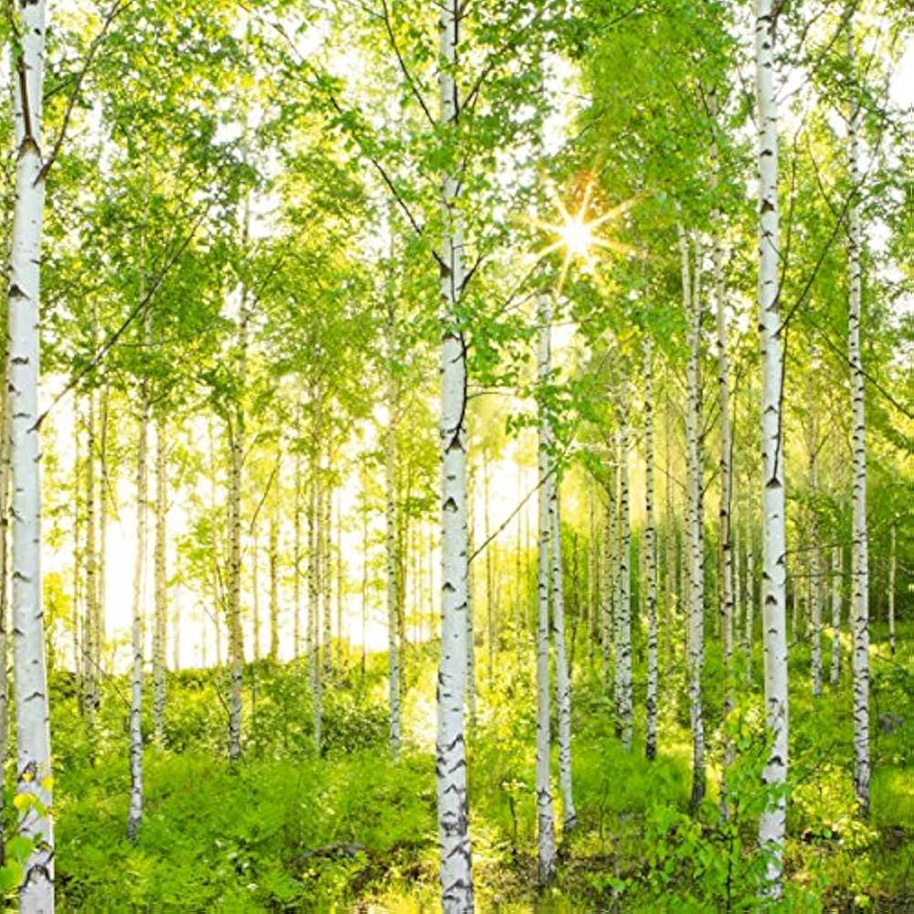 Amazon | 壁紙 風景 森林 輸入壁紙 Sunday サイズ：368×248cm XXL4-519