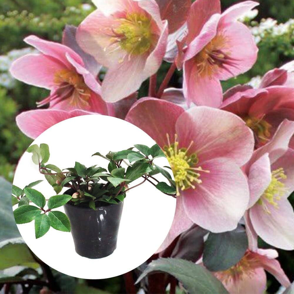 Amazon.co.jp: 【花芽付き】選べる HGCクリスマスローズ 5号鉢