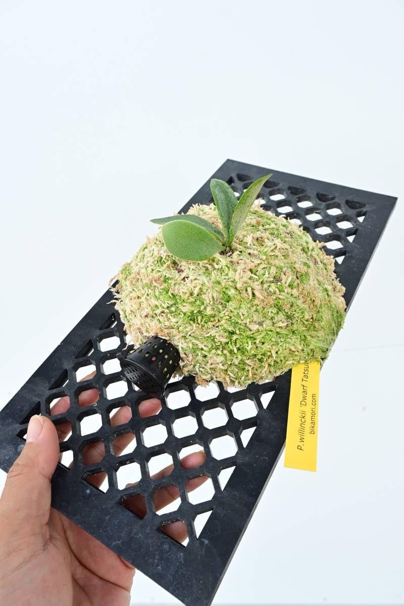 Amazon.co.jp: P.willinckii 'Dwarf Tatsuta' @bikamori.com