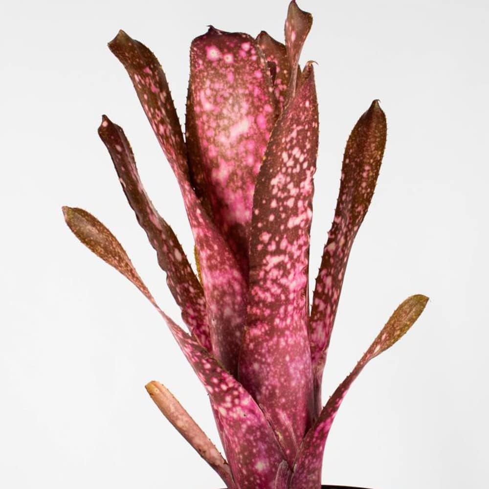 Amazon.co.jp: ビルベルギア・テンイー 2号ポット【品種で選べる観葉