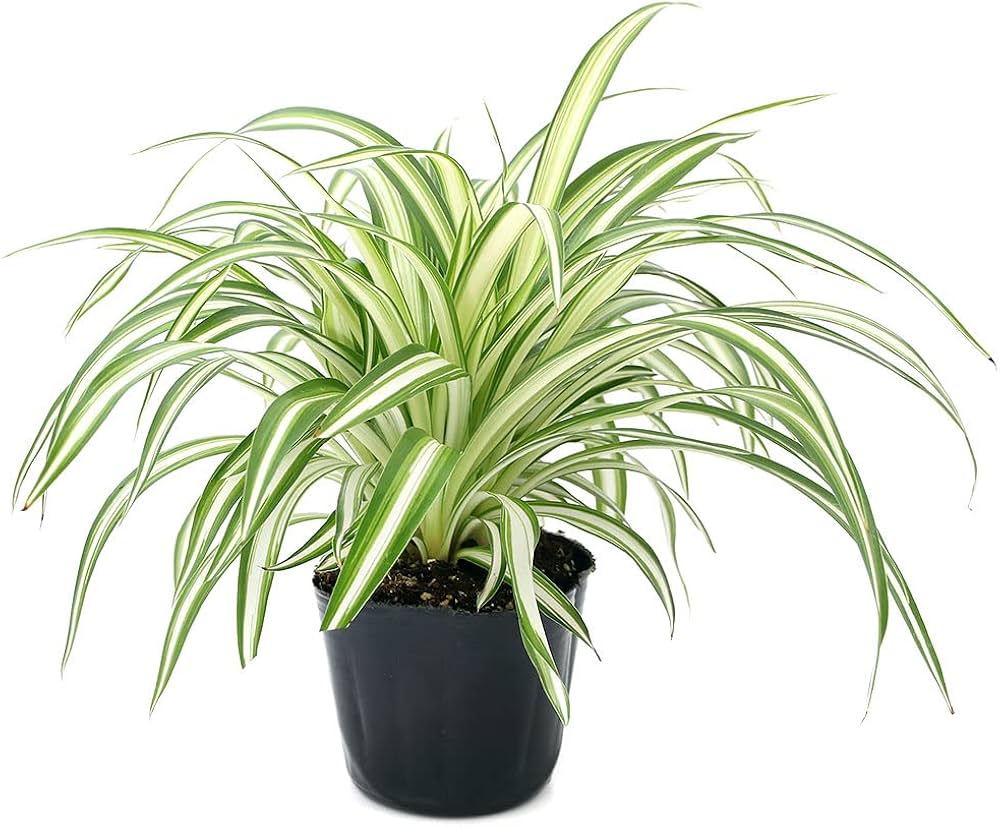 Amazon｜（観葉植物）オリヅルラン 3号（1ポット） 北海道冬季発送