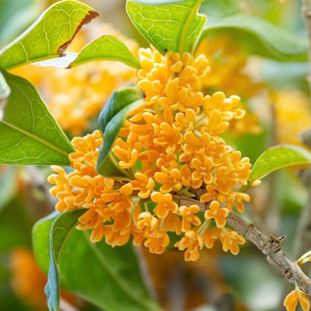 Amazon.co.jp: ITANSE 金木犀(キンモクセイ) 6号鉢【品種で