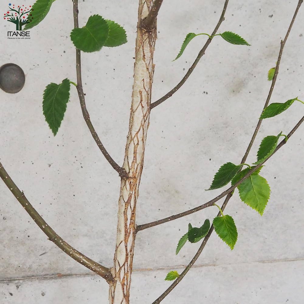 Amazon.co.jp: 白樺(シラカバ)・ジャックモンティ 不織布ポット大苗