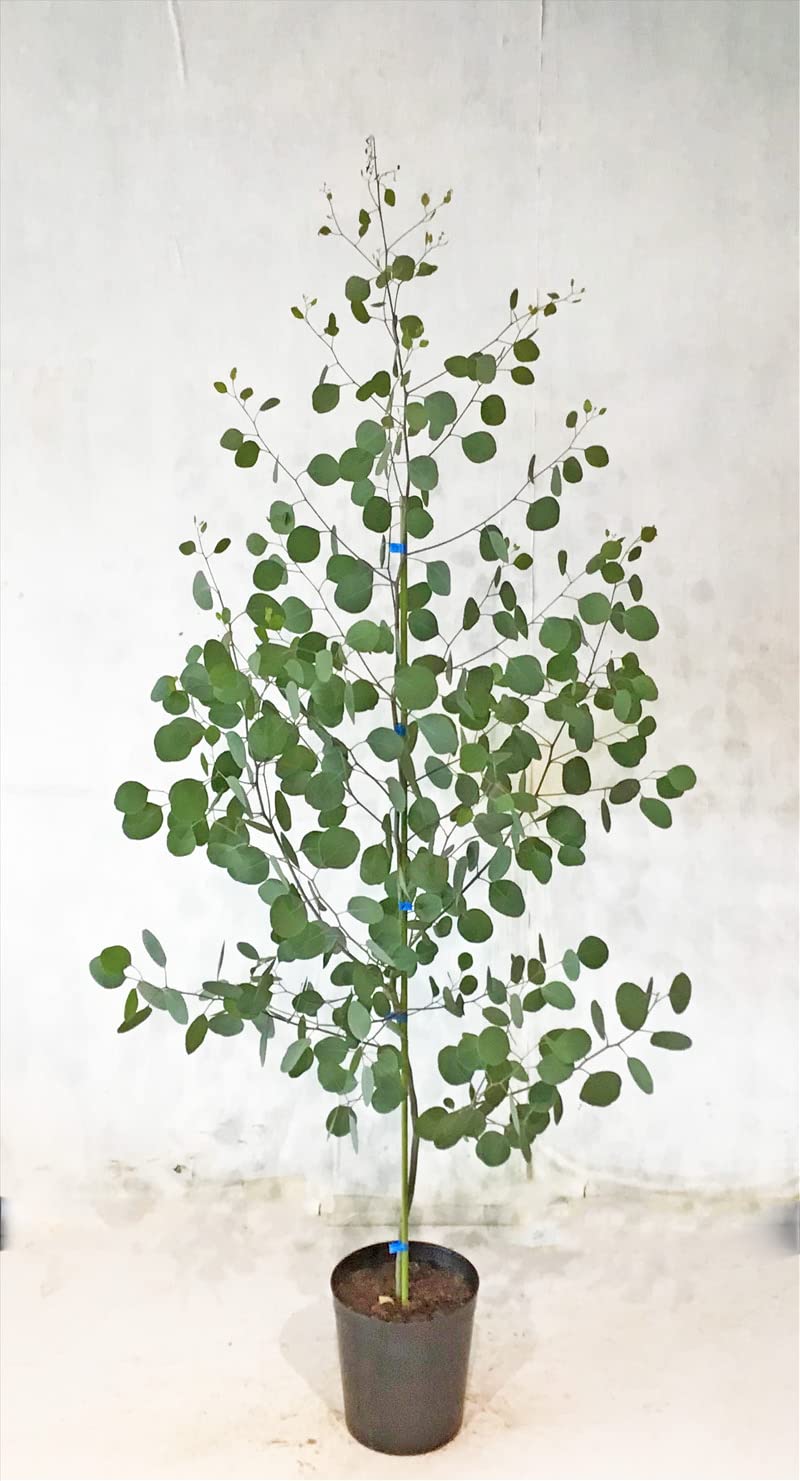 へらーりおまとめリクエスト。幹太ユーカリポポラス2.0M(鉢底から)品番B