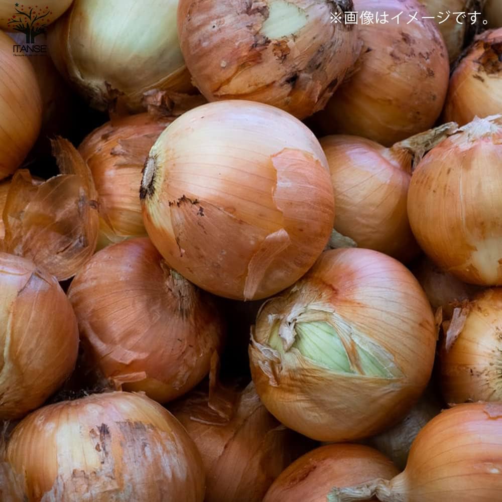 Amazon.co.jp: 玉ねぎ抜き苗 品種：OP黄(中生) 約50本(50本×1束)【品種