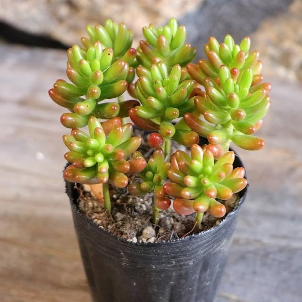 Amazon.co.jp: 多肉植物 セダム 虹の玉 2.5〜3号ポット苗 1株販売