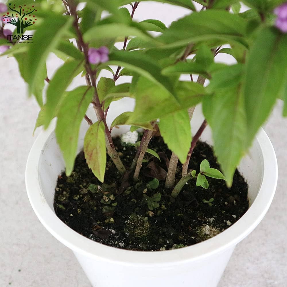 Amazon.co.jp: ムラサキシキブ(紫式部)：コムラサキ 5号鉢【品種で