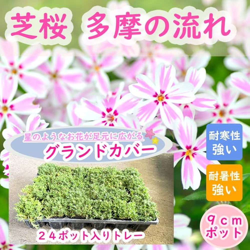 Amazon.co.jp: 花 苗 芝桜 多摩の流れ 9cmポット 1トレー（24ポット