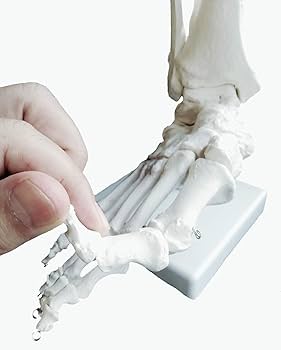 Amazon.co.jp: OWLIAN 足首骨格模型 足首が自由に動かせる レントゲン