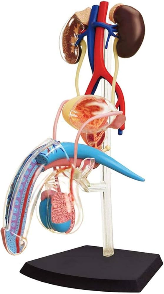 Amazon.co.jp: 人体解剖模型 立体パズル 4D HUMAN Anatomy 雄性生殖器