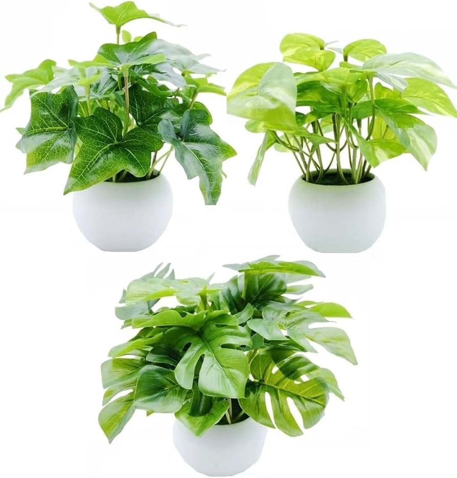 Amazon｜MedianField 【 観葉植物 光触媒 ミニ 鉢植え 3個 セット