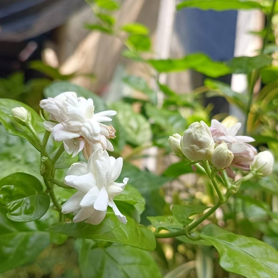 Amazon.com : 2 Mixed Jasmine Plants Live 4 to 7 Inches Assorted
