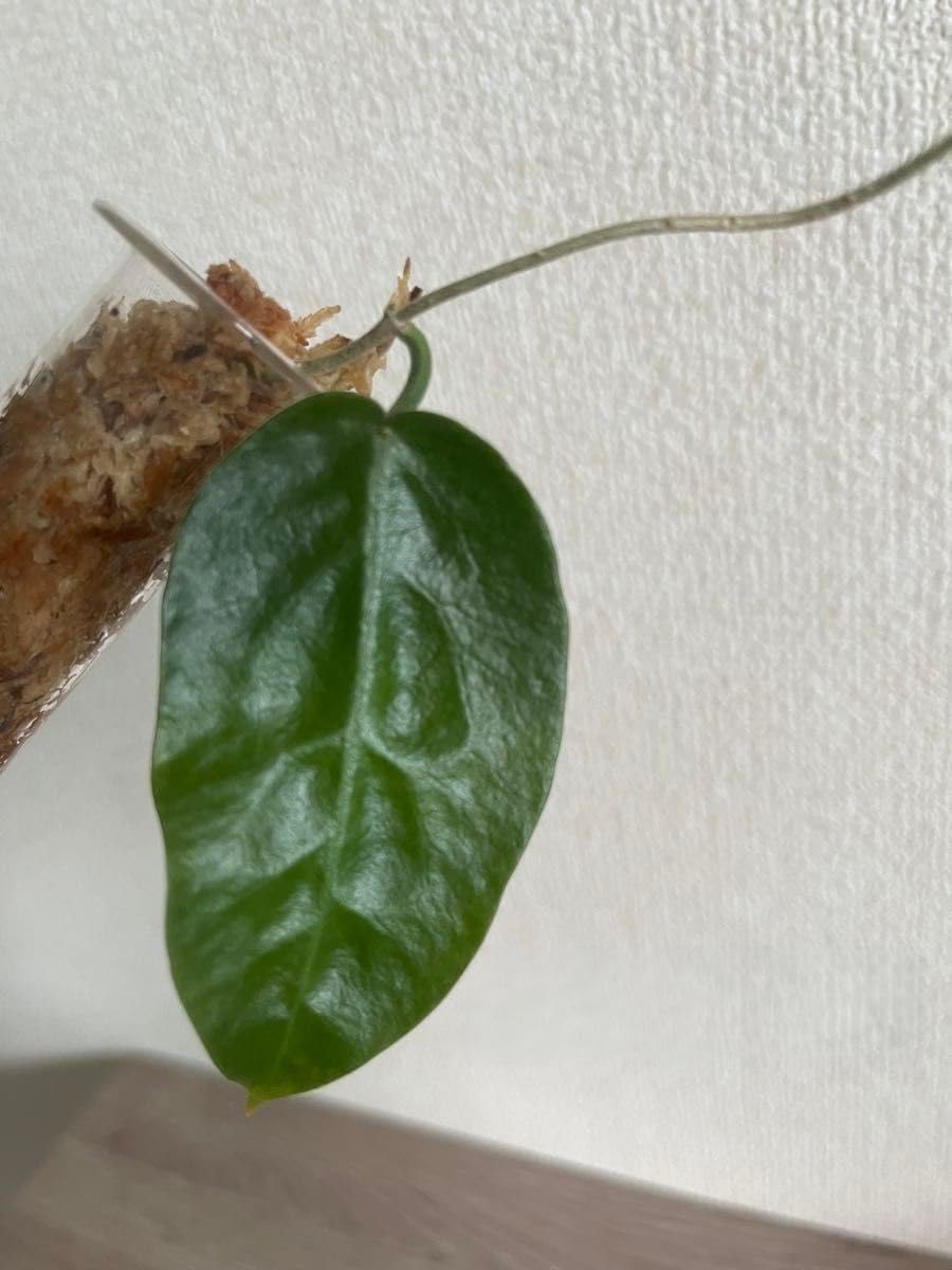 Amazon.co.jp: Hoya inflata ホヤ インフラータ 希少 抜き苗 : DIY