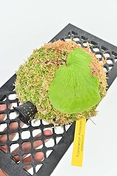 Amazon.co.jp: P.coronarium Philippines Dwarf① @bikamori.com