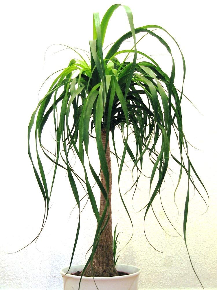 Amazon.com : Ponytail Palm - Live Plant in a 10 Inch Pot