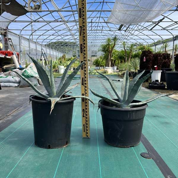 Amazon｜アガベ リュウゼツラン アメリカーナ アオノリュウゼツラン