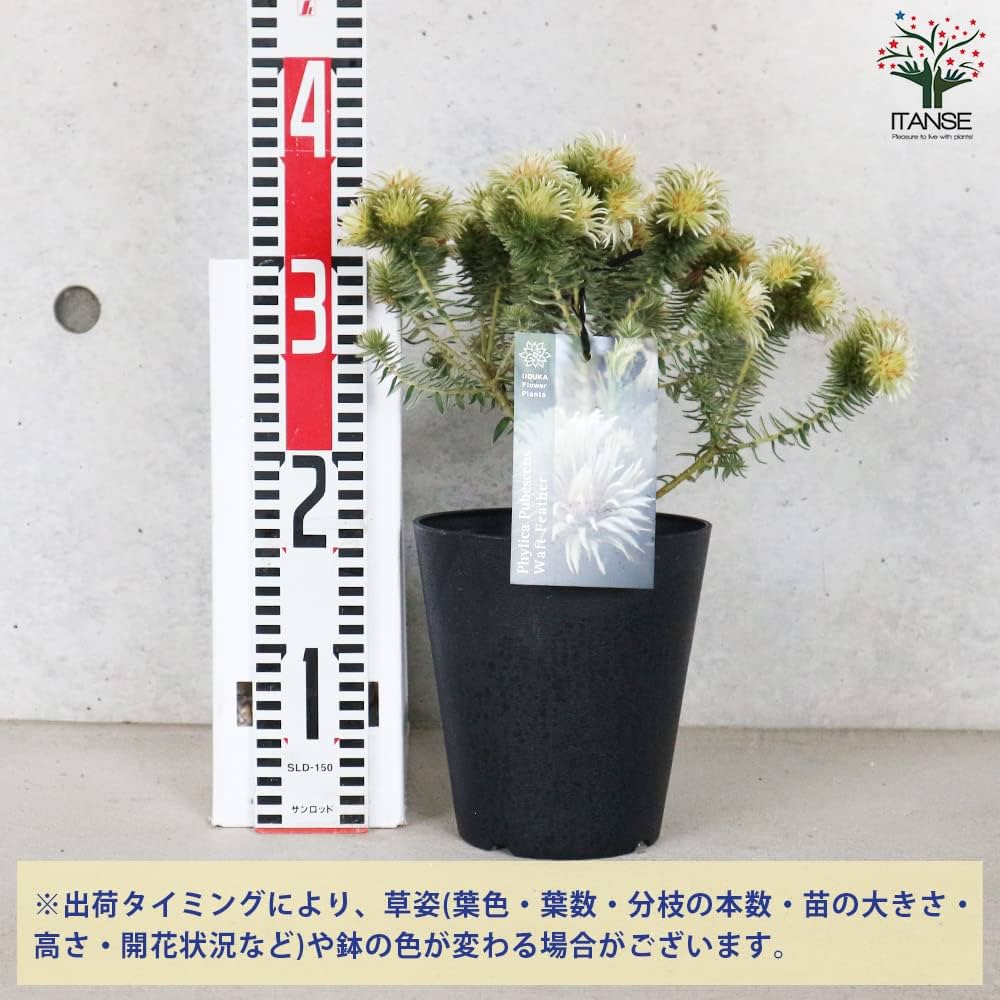 Amazon｜フィリカ・プベッセンス ワフトフェザー 5号鉢【品種で選べる