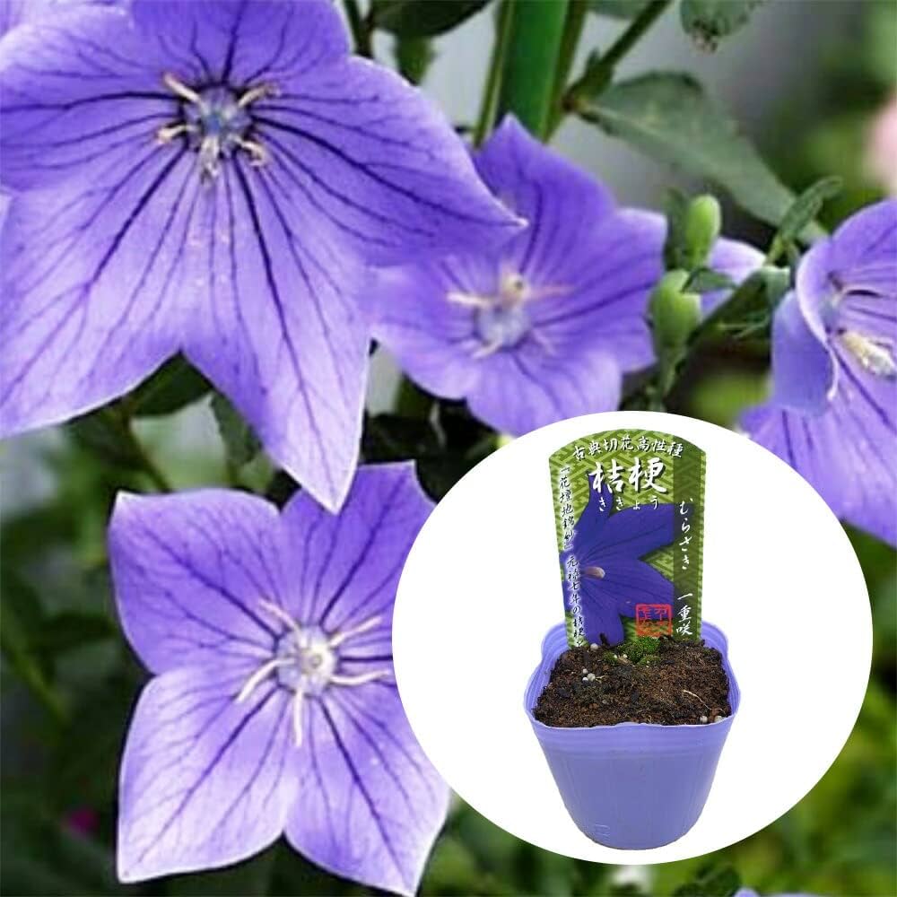 Amazon.co.jp: 桔梗 キキョウ 【 紫 一重咲き 】むらさき 9cm(3号