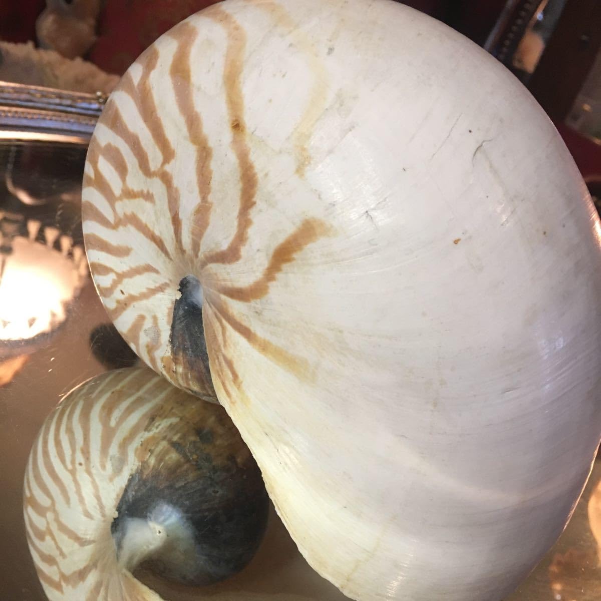 Amazon.co.jp: 湯布院アンティーク 巨大貝殻 オウムガイ オウム貝 置物