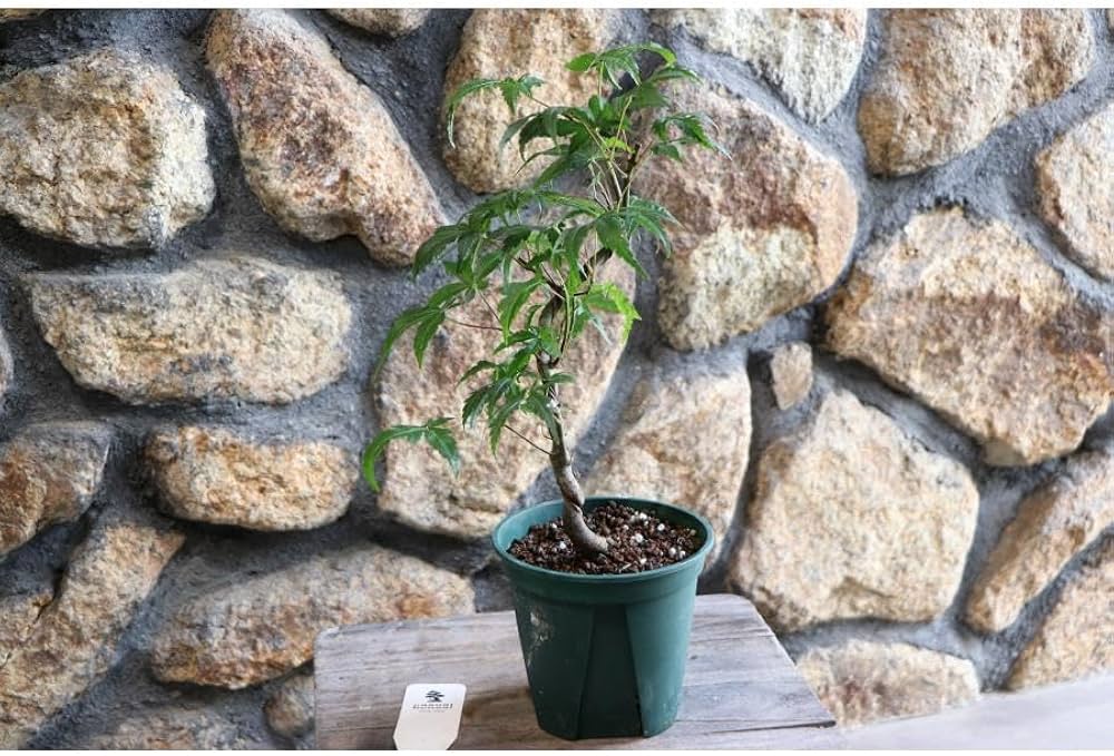 Amazon.co.jp: 山モミジ 曲がり仕立て 4号鉢 1株販売 ヤマモミジ