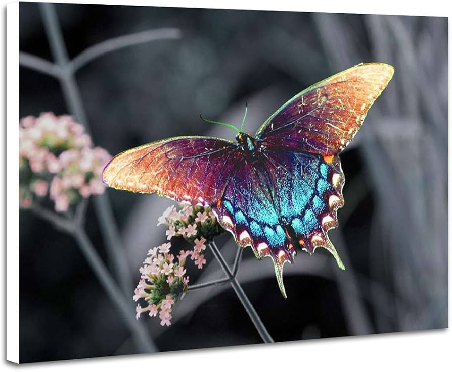 Amazon.co.jp: 美しいカラフルな蝶 動物の写真 壁掛け式の装飾画 印刷