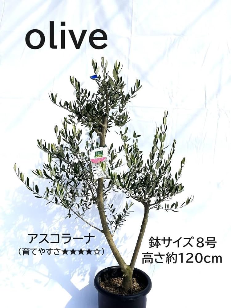 Amazon｜オリーブ アスコラーナ 8号 120cm NO.128 一点物 観葉植物