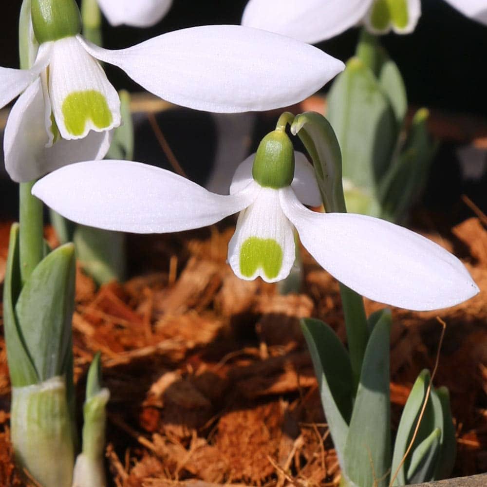 Amazon.co.jp: ハッピーガーデン 球根 スノードロップ ガランサス