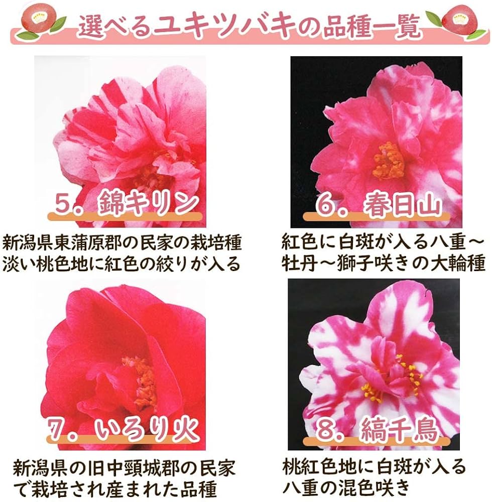 Amazon.co.jp: 「 ユキツバキ (雪椿) 【 7．いろり火 】」 苗 苗木