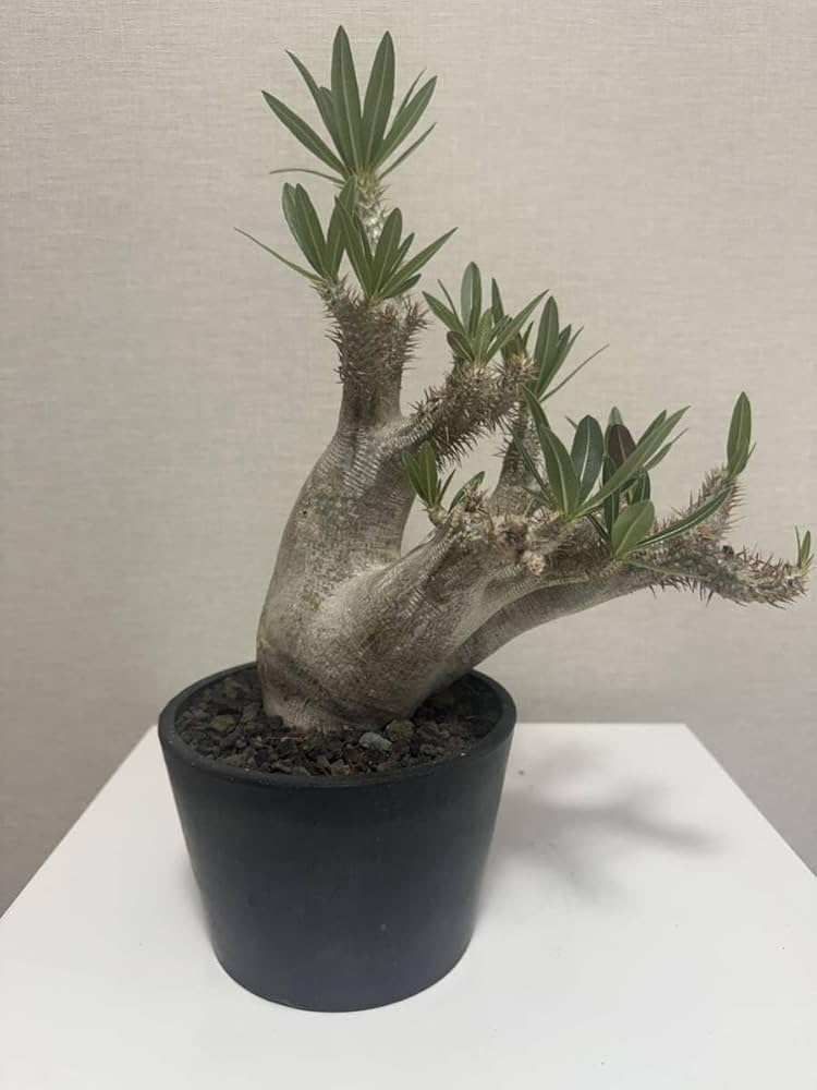 Amazon｜パキポディウム イノピナツム塊根植物 Pachypodium｜観葉植物