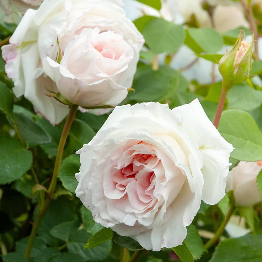 Amazon.co.jp: 薔薇の苗