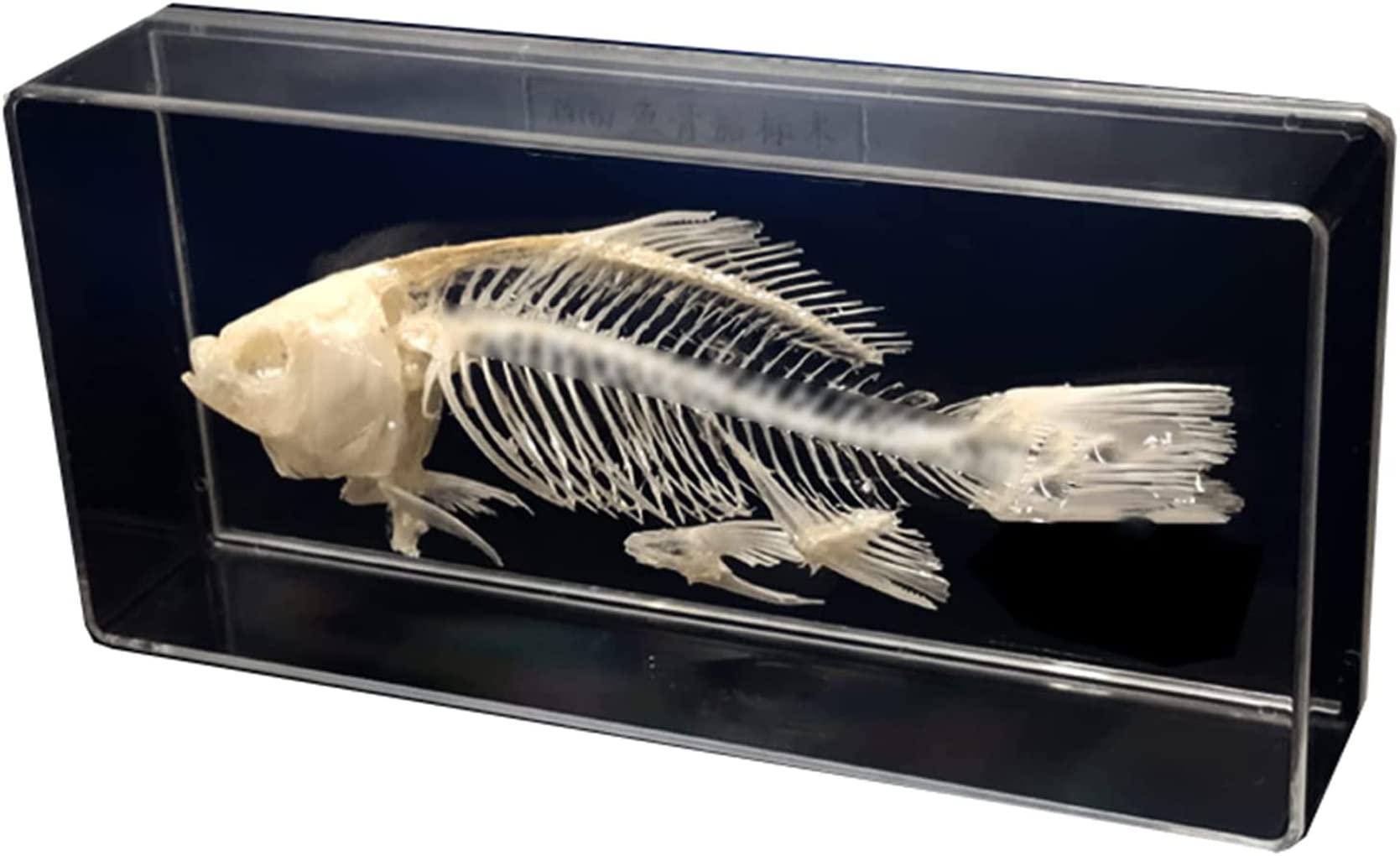 Amazon.co.jp: 教育用モデル、樹脂製魚骨標本 210 x 100 x 43mm 魚骨格