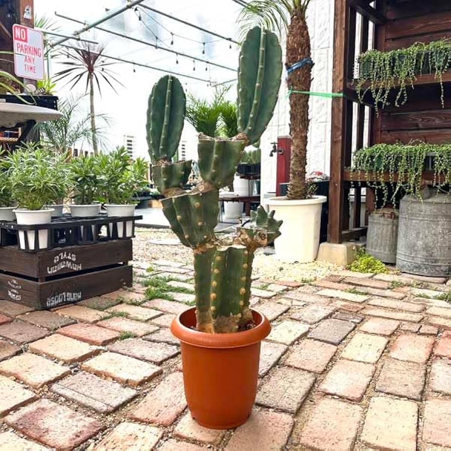 Amazon｜サボテン 柱サボテン ブランチ 親株 サボテン トゲなし ドライ