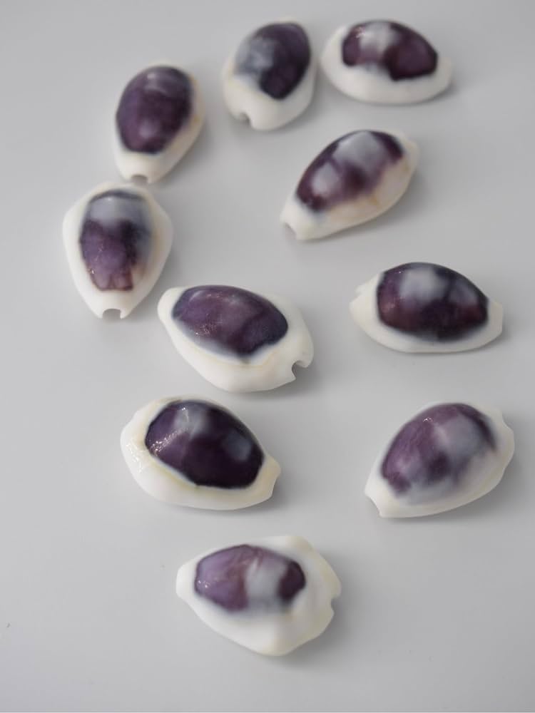 Amazon.co.jp: 【貝殻の問屋さん】シプレアマニータパープルトップ