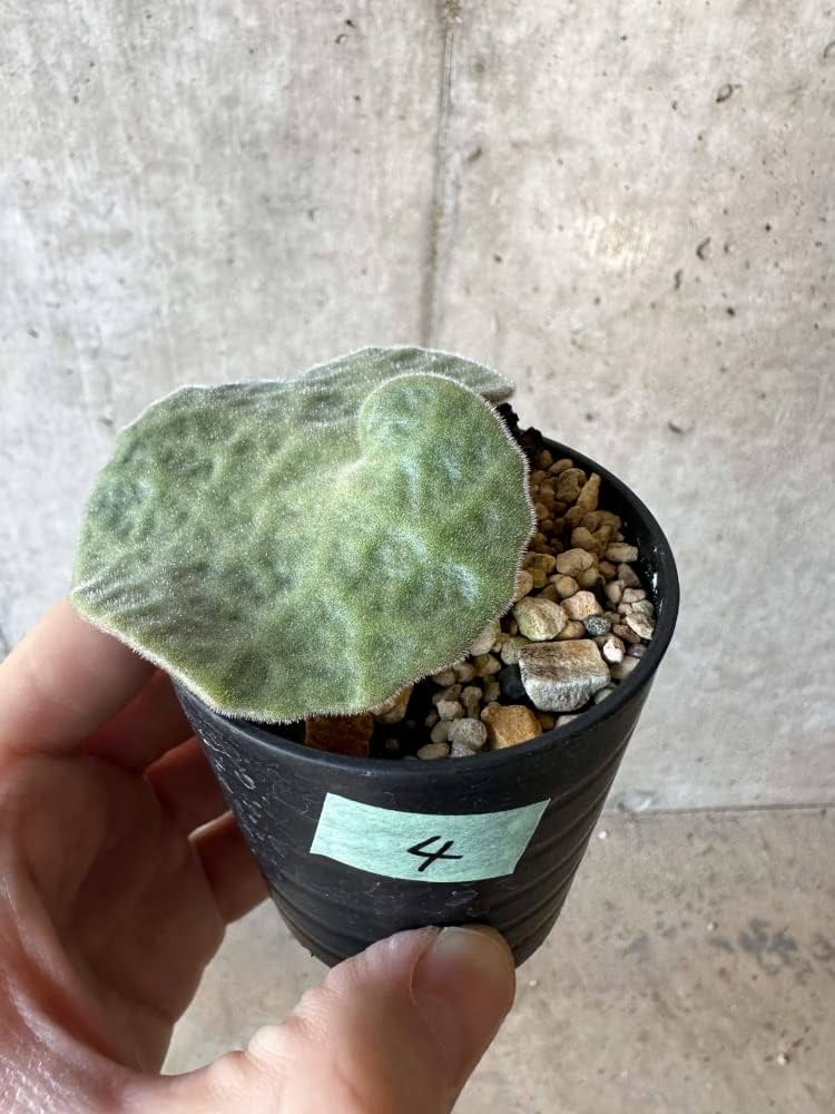 Amazon｜【現品限り】チレコドン・シングラリス【B4】 Tylecodon