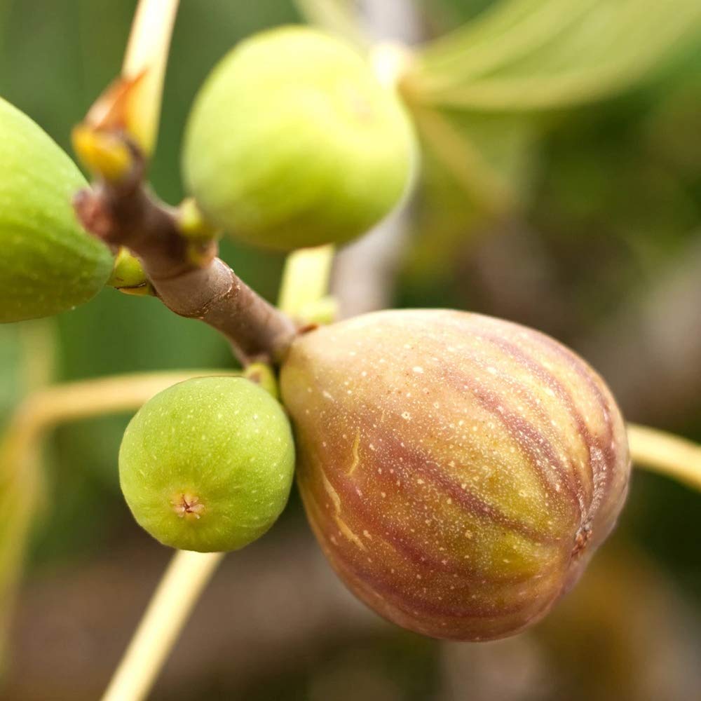 Amazon.co.jp: イチジクの苗木 品種：日本いちじく(蓬莱柿・ほうらいし