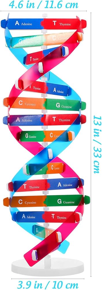 Amazon | EXCEART dnaモデル 二重らせん 模型 ダブルヘ 構造 dna構造